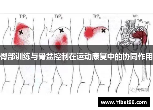 臀部训练与骨盆控制在运动康复中的协同作用